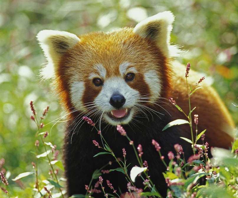 Аня Джарел | Омск