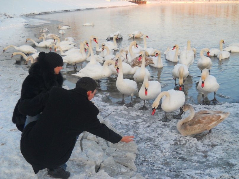 Микола Петрах | Добротвор