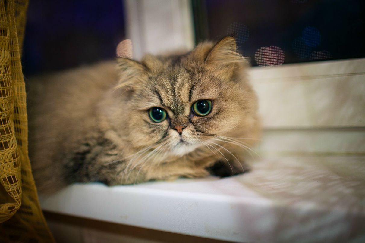 Александра Басько | Санкт-Петербург