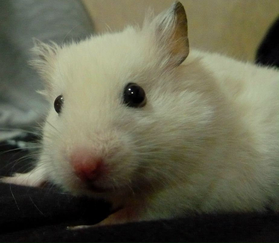 Алина Державина | Киев