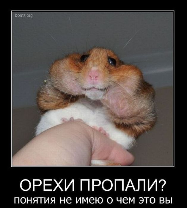 Лера Лиса | Горишние Плавни / Комсомольск