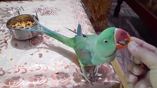 Green Parrots Loves To Eat Kala Chana And Dal Chana