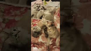 26 октября 2023 г. Танцы курильских бобтейлов #котята #курильскийбобтейл #cat