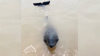 Выброс больной азовки на берег в Севастополе  Центр Безмятежное Море