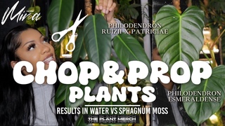 PROPAGATING PLANTS IN WATER VS SPHAGNUM MOSS  AIR LAYERING PHILODENDRON + MANJULA POTHOS