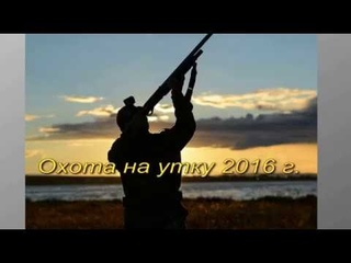 охота на утку 2016