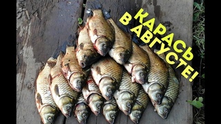 Как ловить карася в августе На что ловить карася в августе Где ловить карася в августе