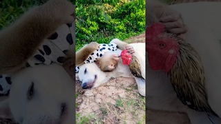 monkey dog and rooster best friend #2023 #shorts #youtubeshorts #dog #viral