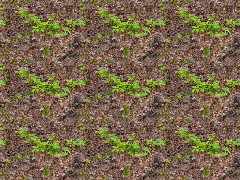 PBR Ground Plants A09