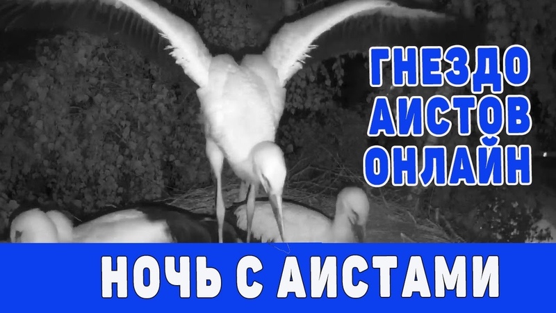 НОЧЬ С АИСТАМИ ЭФИР авг 2021 с 21