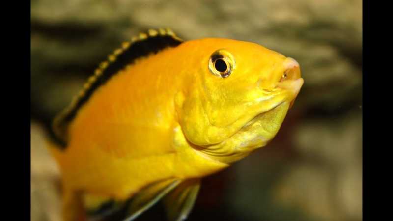 MOTHER RAISING HER BABY FISH BY