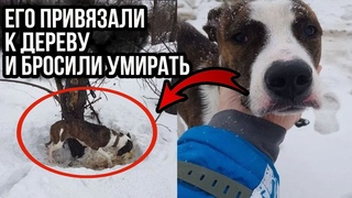 Его хозяин умер, а новые хозяева его выгнали и привязали к дереву в лесу. Истории про животных