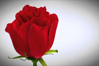 Blooming Rose Animation