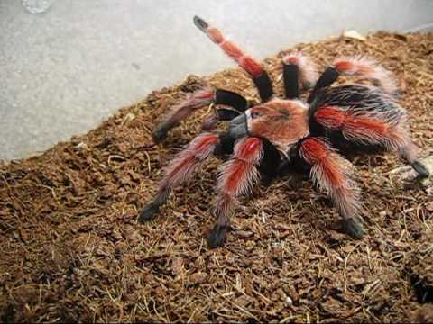 Tarantula Feeding,