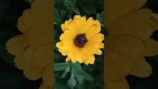 #муха #мухакрупнымпланом #природа #сад #цветы #флора #флорариум #shorts #short #видео