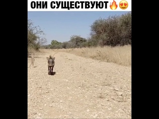 Тимон и Пумба, они существуют
