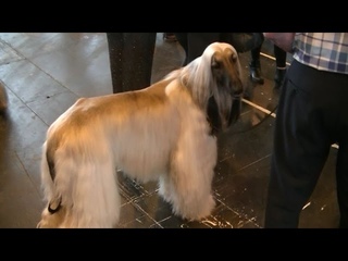 Afghan Hound in Crufts 2017