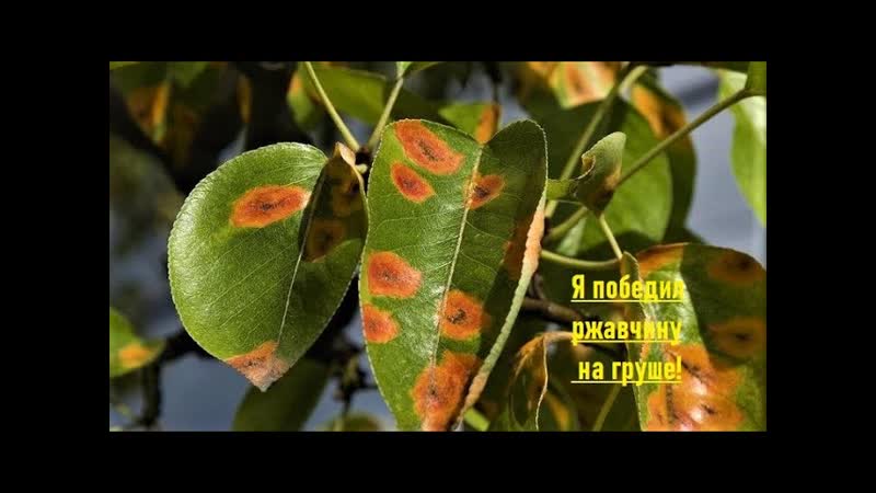 Победил Ржавчину на Груше, Как Лечить Ржавчину, Болезни