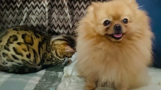 Bengal cat Seville and Spitz Christmas Yves Buble/ 10:30