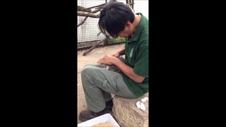 Pallas’s cat treatment