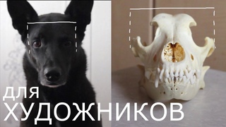 Анатомия головы собаки