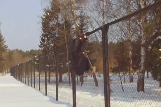 Dima Trudnenko Winter 2012 Vult Run