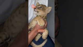 You Won't Believe Who This Is! Unexpected Reunion After Years #animallover #lion