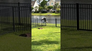 lil backyard buddy! #shorts