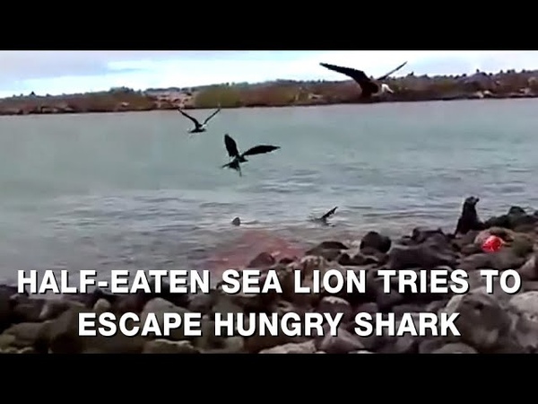 Тяжелораненый морской лев уходит от галапагосской акулы на