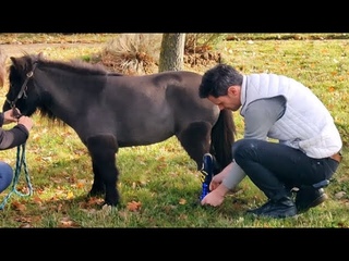 Orthopia - Prothse pour poney