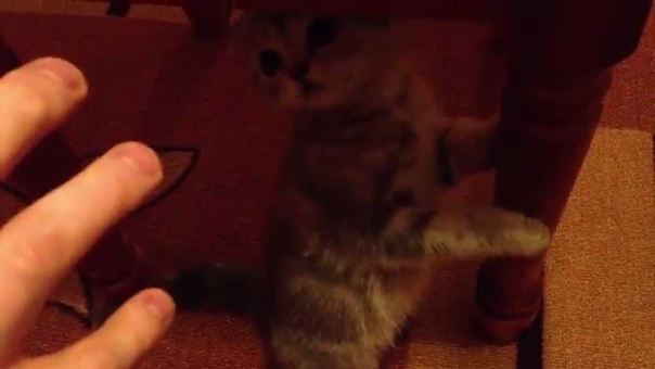 Вислоухий котенок