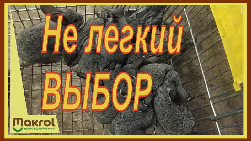 Вот тебе и засранка Верный признак хорошей крольчихи