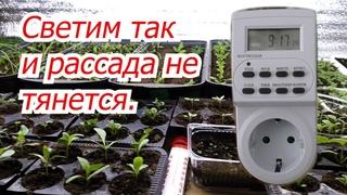Сколько часов в день светить рассаду, что бы она не тянулась.
