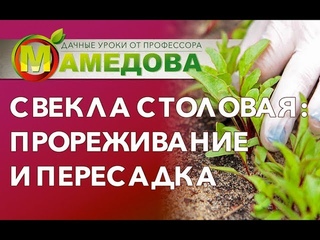 Свекла столовая: прореживание и пересадка.