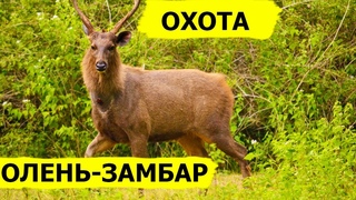 Охота на оленей-замбаров. В поисках охотничьих трофеев. (Охотник и рыболов)