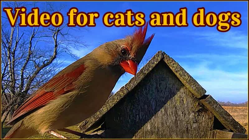 ASMR, Video For Cats and Dogs to Watch,