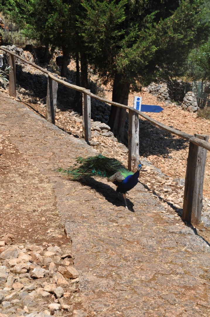 Елена Киселёва | Санкт-Петербург
