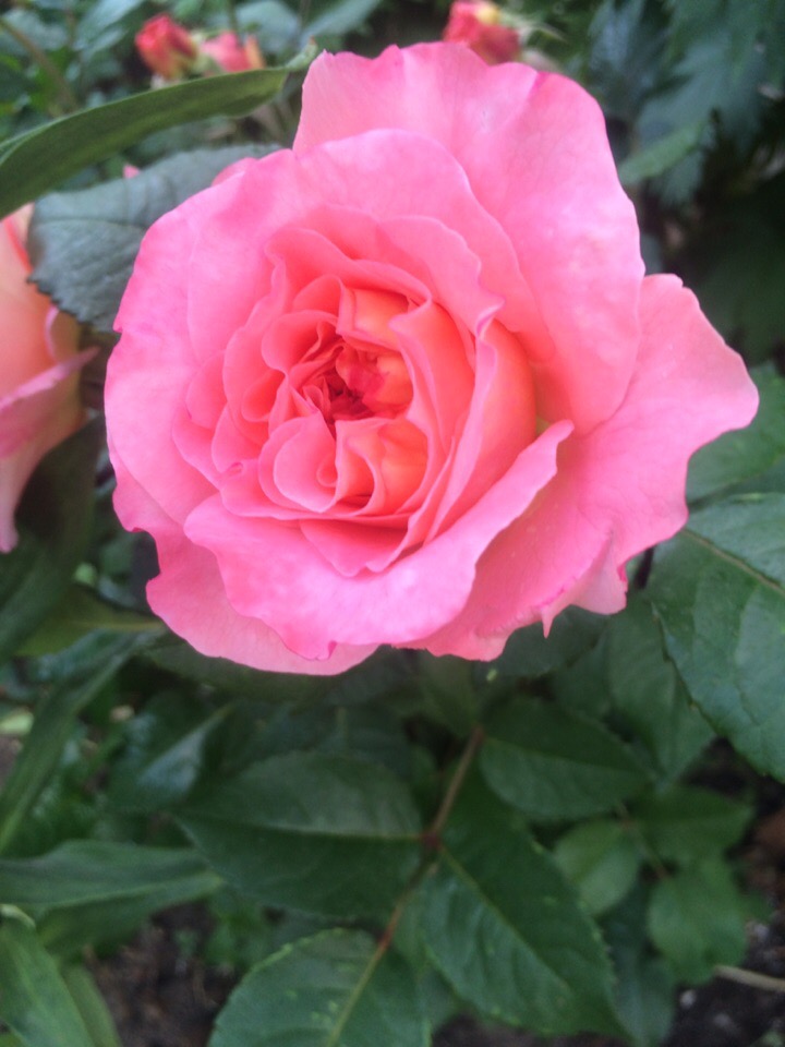 Ирина Ложкина | Ижевск