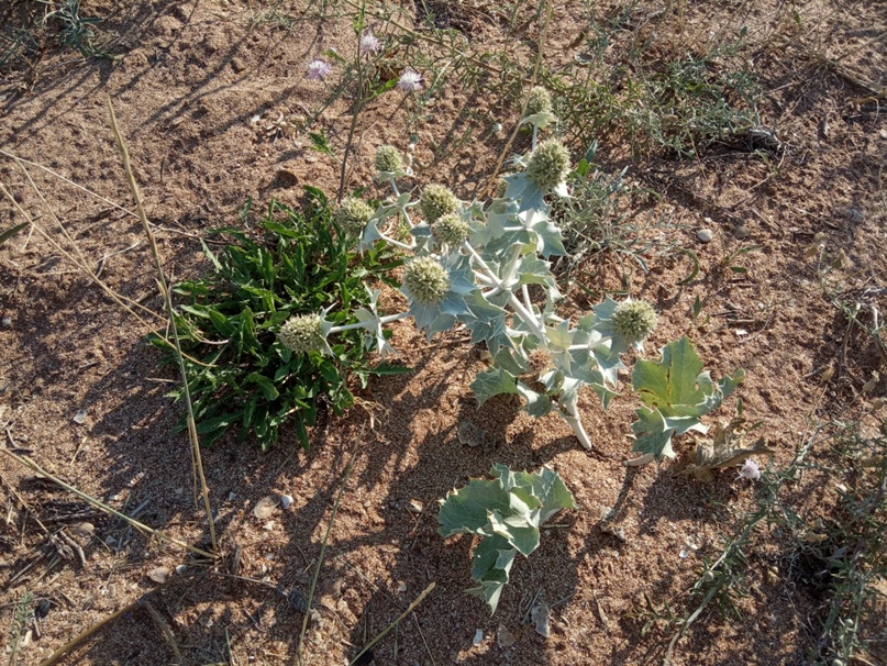 Ольга Горовая | Краснодар