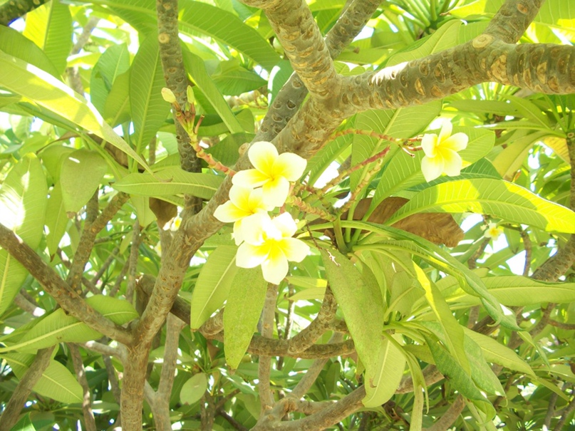 Кото Пёс | Москва