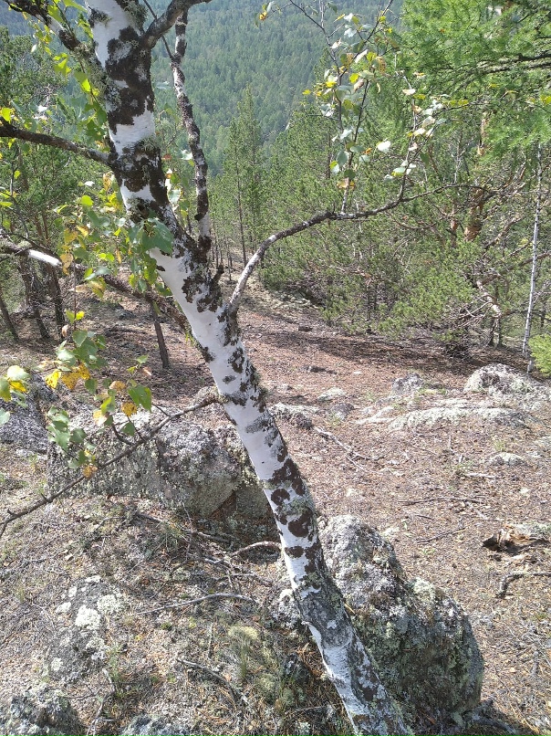 Татьяна Яковлева | Луга