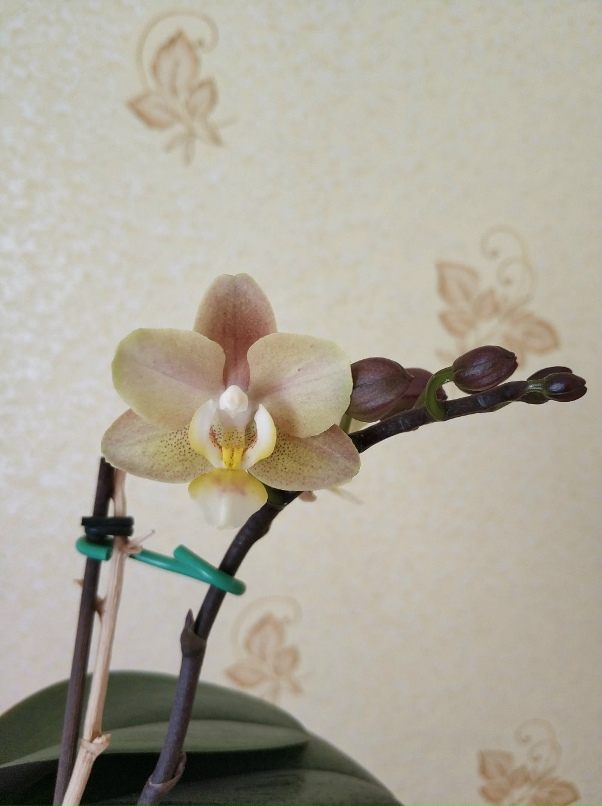 Наталья Антипова | Новороссийск