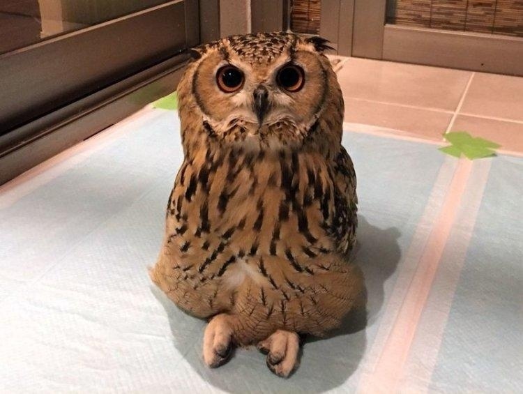 Анна Шувалова | Липецк