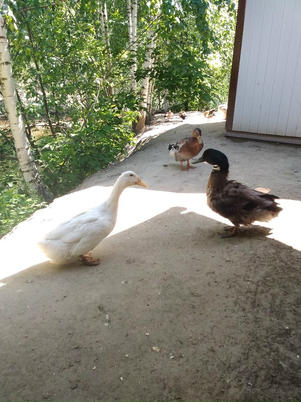 Мария Спирина |