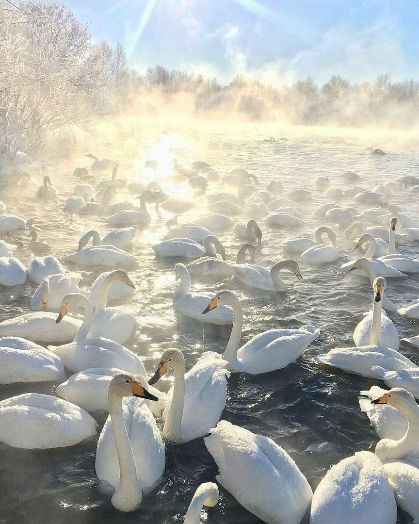 Лебединое озеро советский. Озеро светлое Алтайский край лебеди. Лебединое озеро Алтайский край. Лебединое озеро светлое Алтайский край. Алтай озеро светлое - Лебединое.