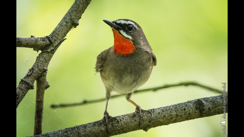 The Siberian rubythroat ( Calliope