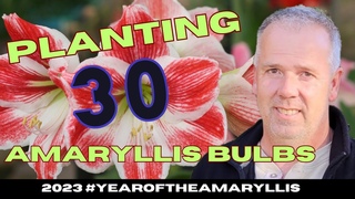 Planting 30 Amaryllis Bulbs 2023 #yearoftheamaryllis