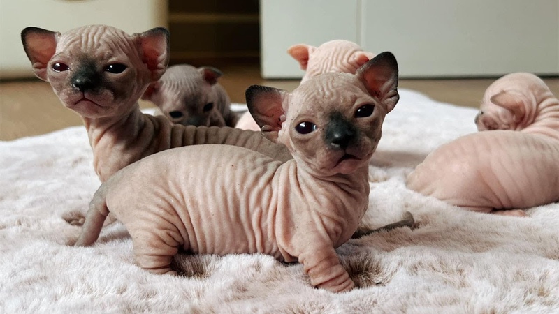 So Cute Sphynx Cats Sphynx