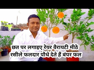 छत पर लगाइए यह रेयर वैरायटी रसीले फलदार पौध&#