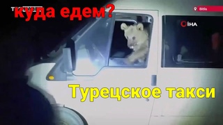 к отдыхающим забрались медвежата